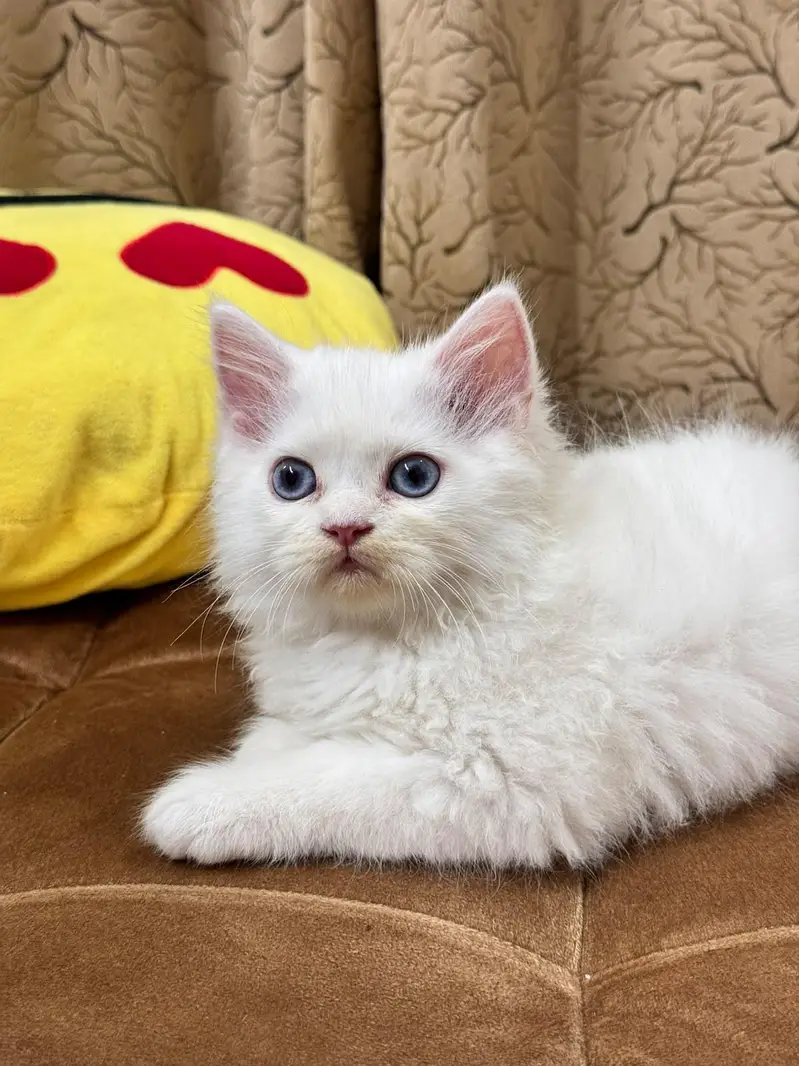 Persian Female Kitten — photo 5