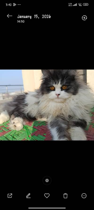 This cat  is too much playful full furry ,litter trained.