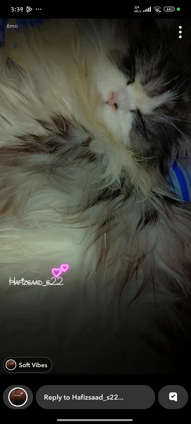 This cat  is too much playful full furry ,litter trained. — photo 3