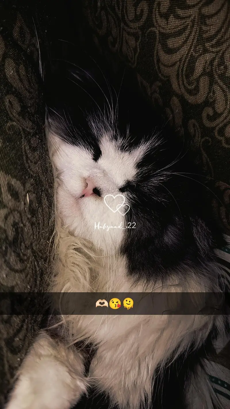 This cat  is too much playful full furry ,litter trained. — photo 5