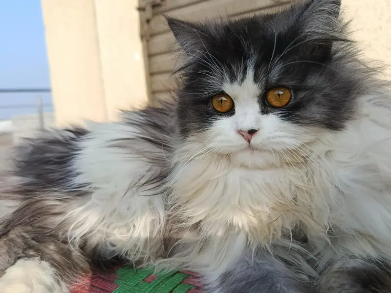 This cat  is too much playful full furry ,litter trained. — photo 6