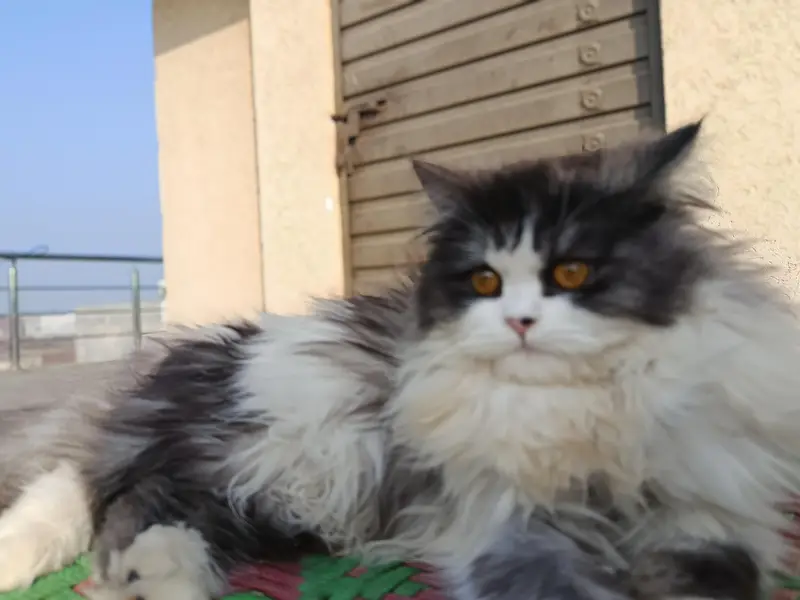 This cat  is too much playful full furry ,litter trained. — photo 7