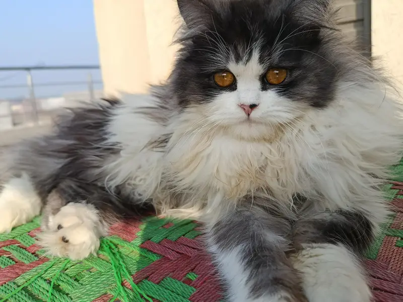 This cat  is too much playful full furry ,litter trained. — photo 8