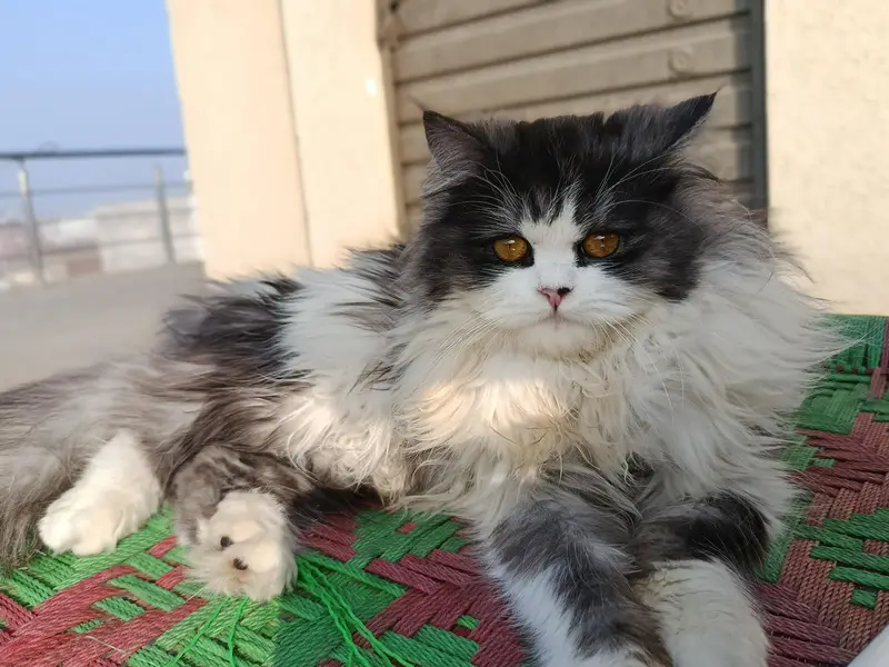 This cat  is too much playful full furry ,litter trained. — photo 9
