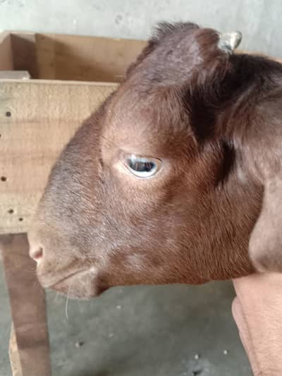 Bakri female kamori