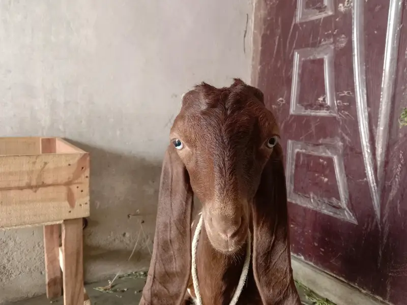 Bakri female kamori — photo 2