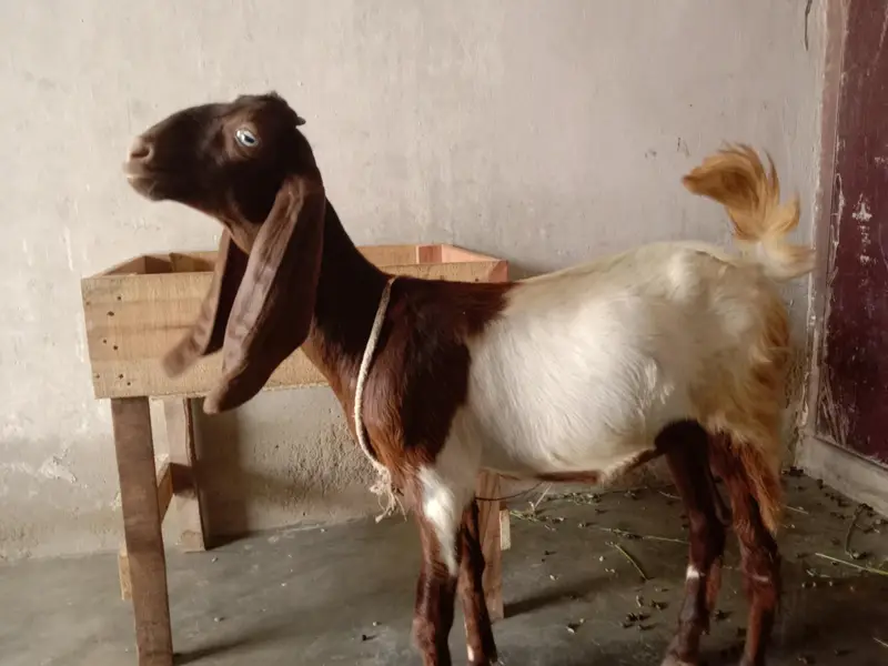 Bakri female kamori — photo 3
