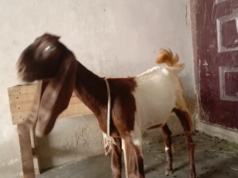 Bakri female kamori — photo 4