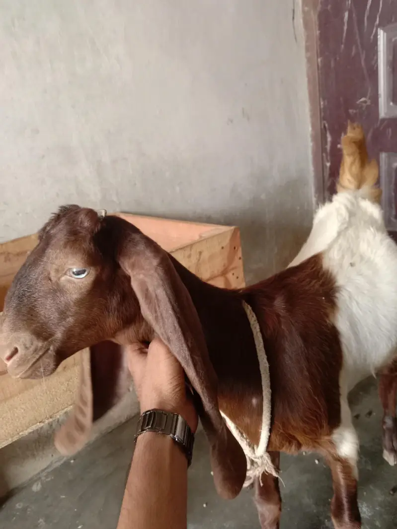 Bakri female kamori — photo 5