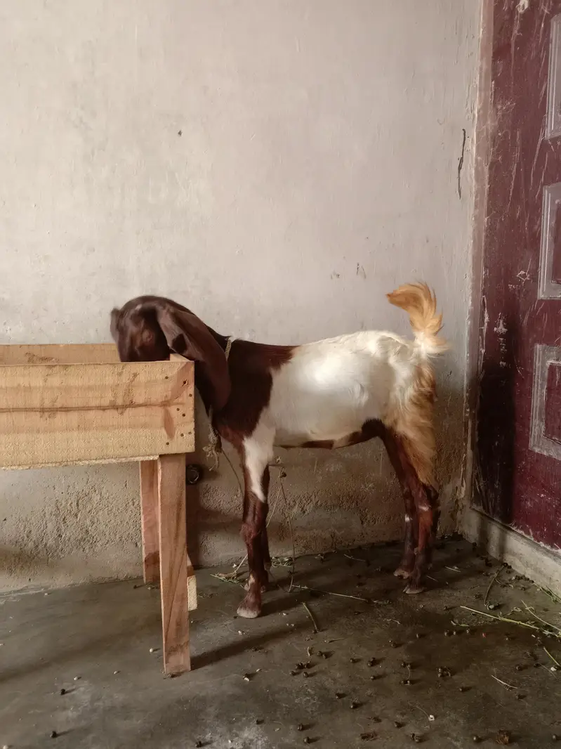 Bakri female kamori — photo 8