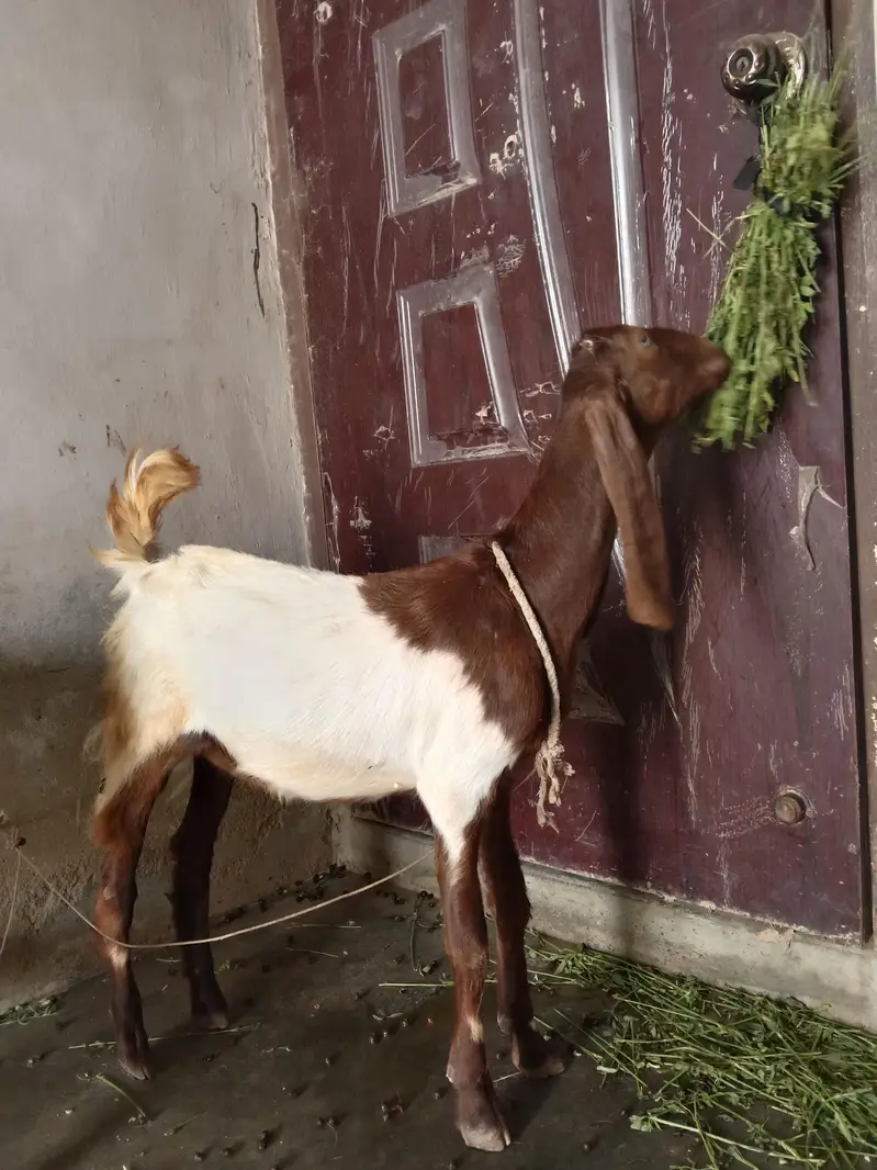 Bakri female kamori — photo 9