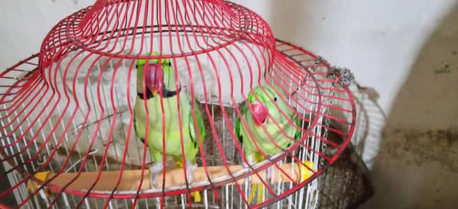 breading pair