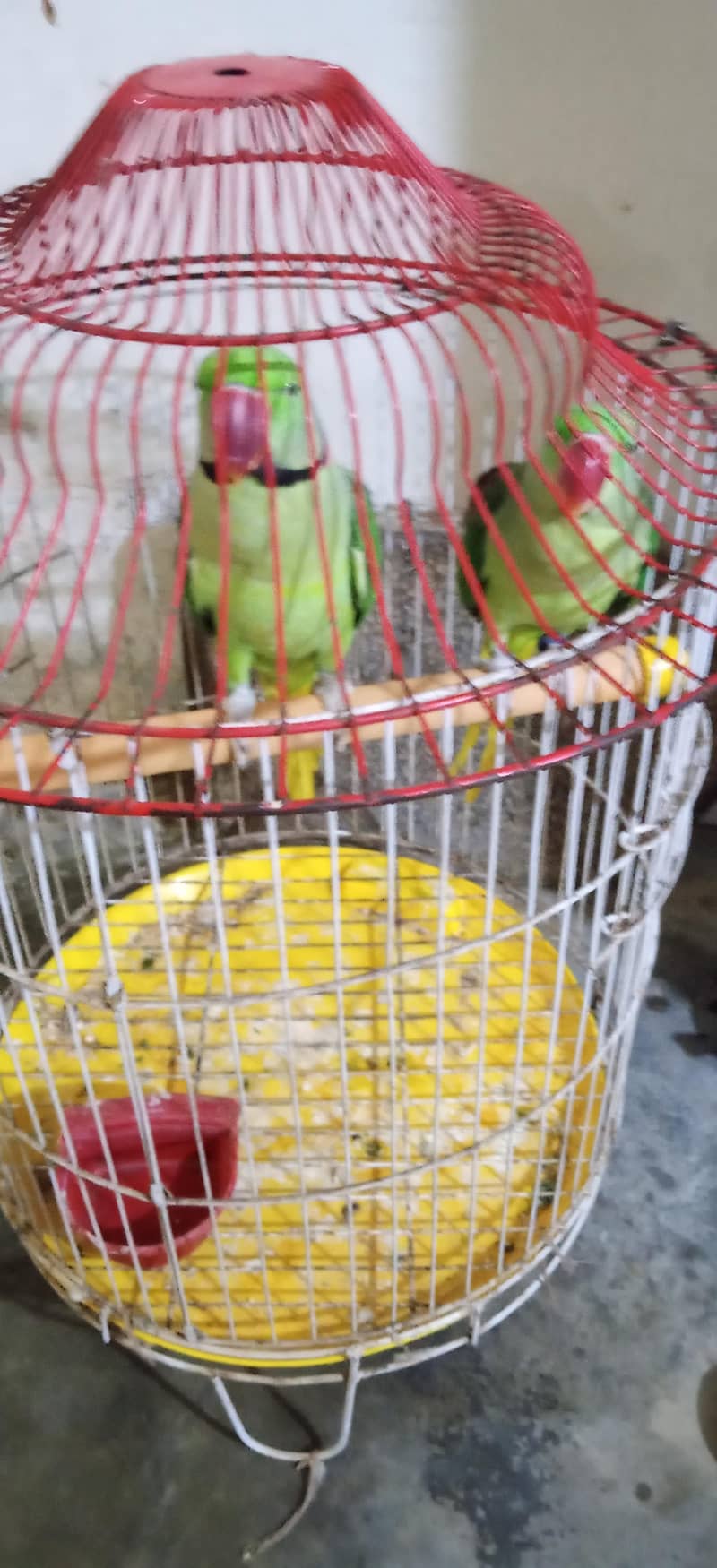 breading pair 1