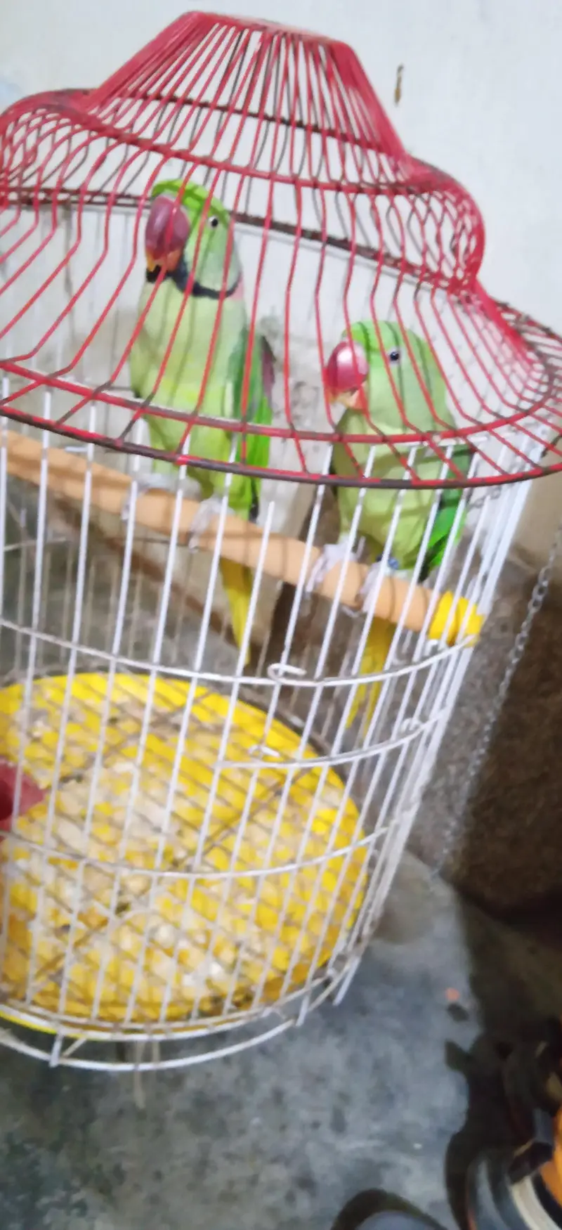 breading pair — photo 3