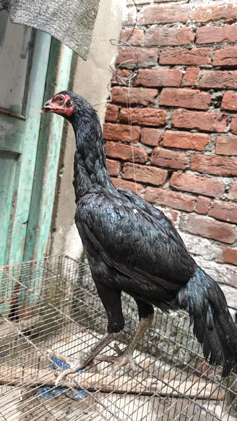 3 pathia available 2 breeder murgi for sale — photo 2