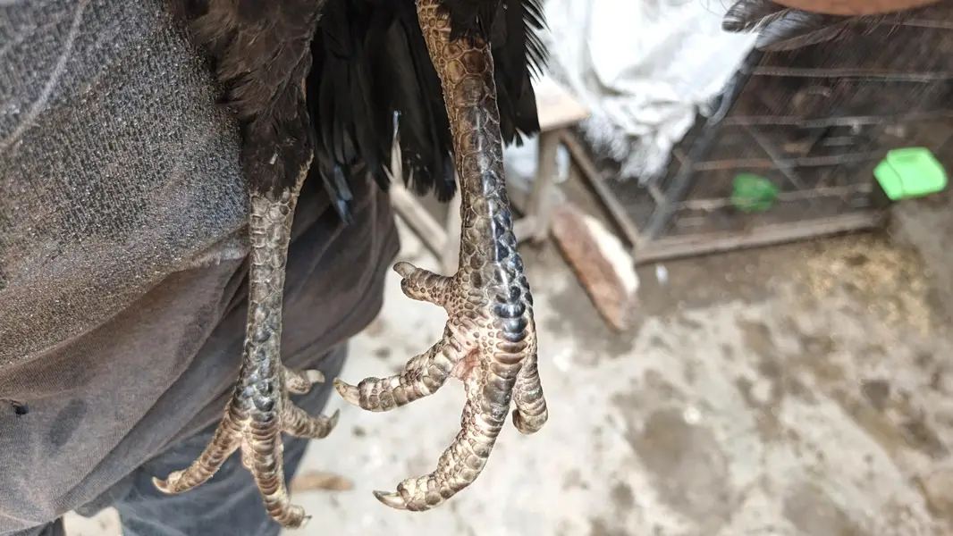 3 pathia available 2 breeder murgi for sale — photo 3