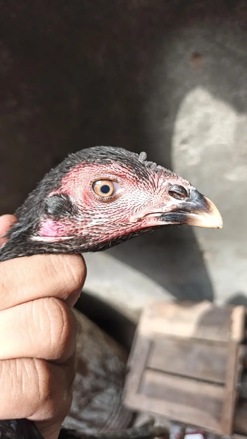 3 pathia available 2 breeder murgi for sale — photo 4