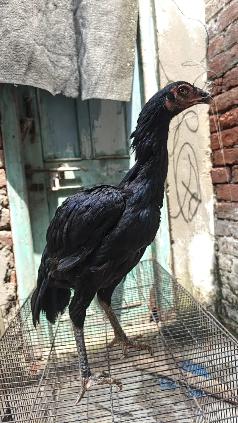 3 pathia available 2 breeder murgi for sale — photo 5