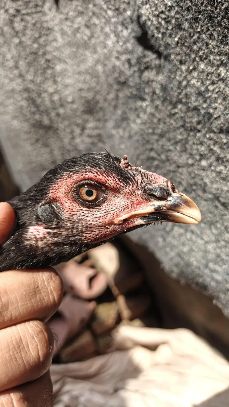 3 pathia available 2 breeder murgi for sale — photo 6