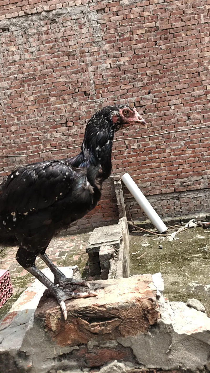 3 pathia available 2 breeder murgi for sale — photo 8