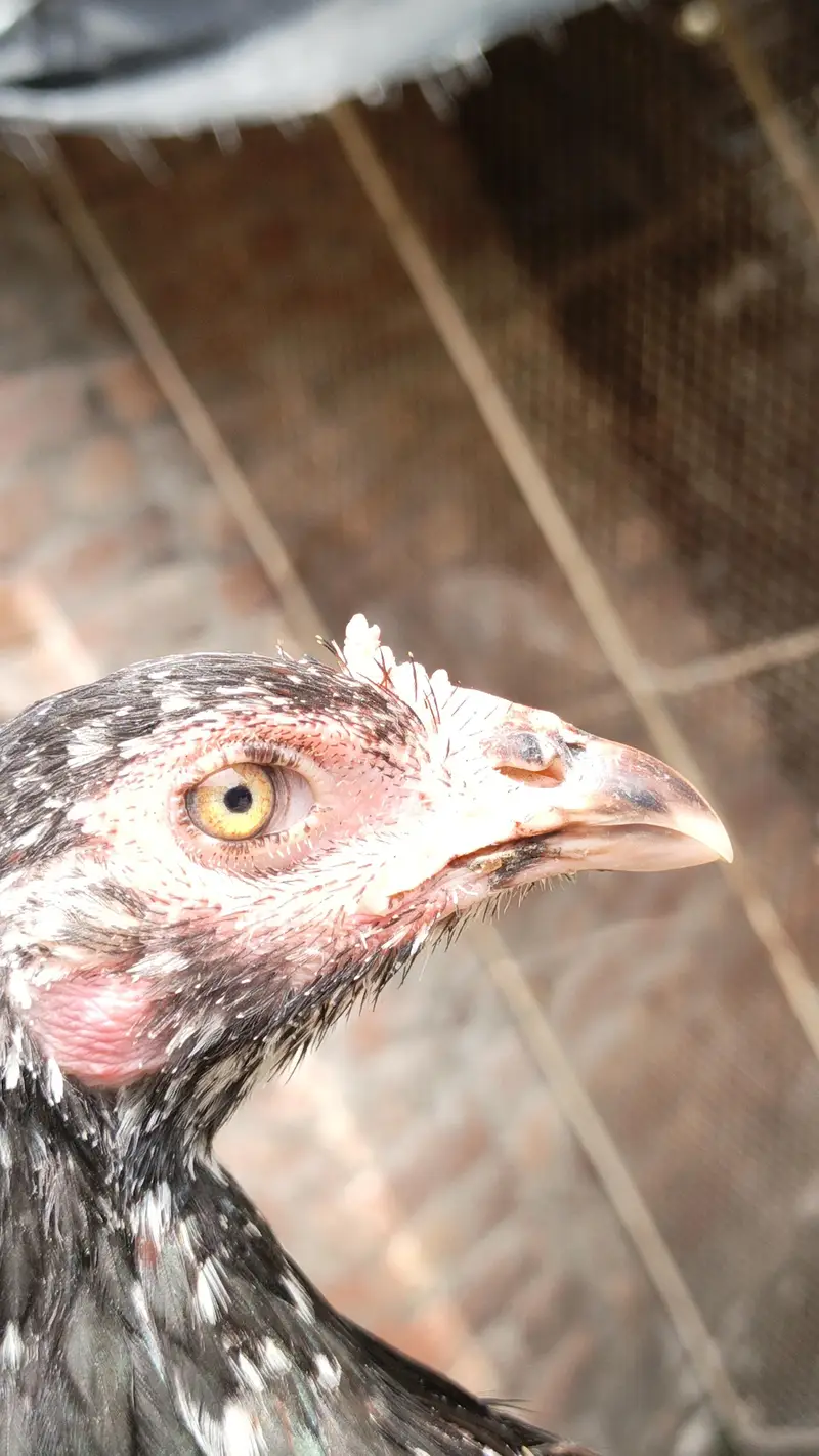 3 pathia available 2 breeder murgi for sale — photo 9