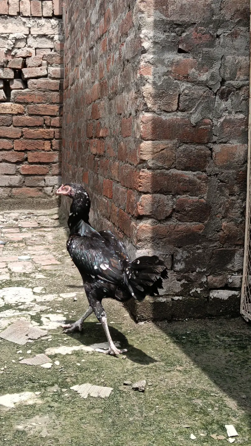 3 pathia available 2 breeder murgi for sale — photo 10