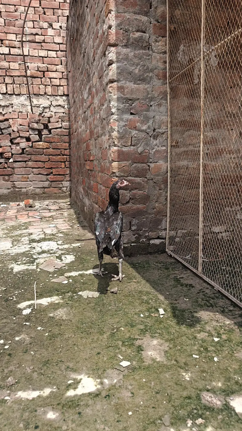 3 pathia available 2 breeder murgi for sale — photo 11