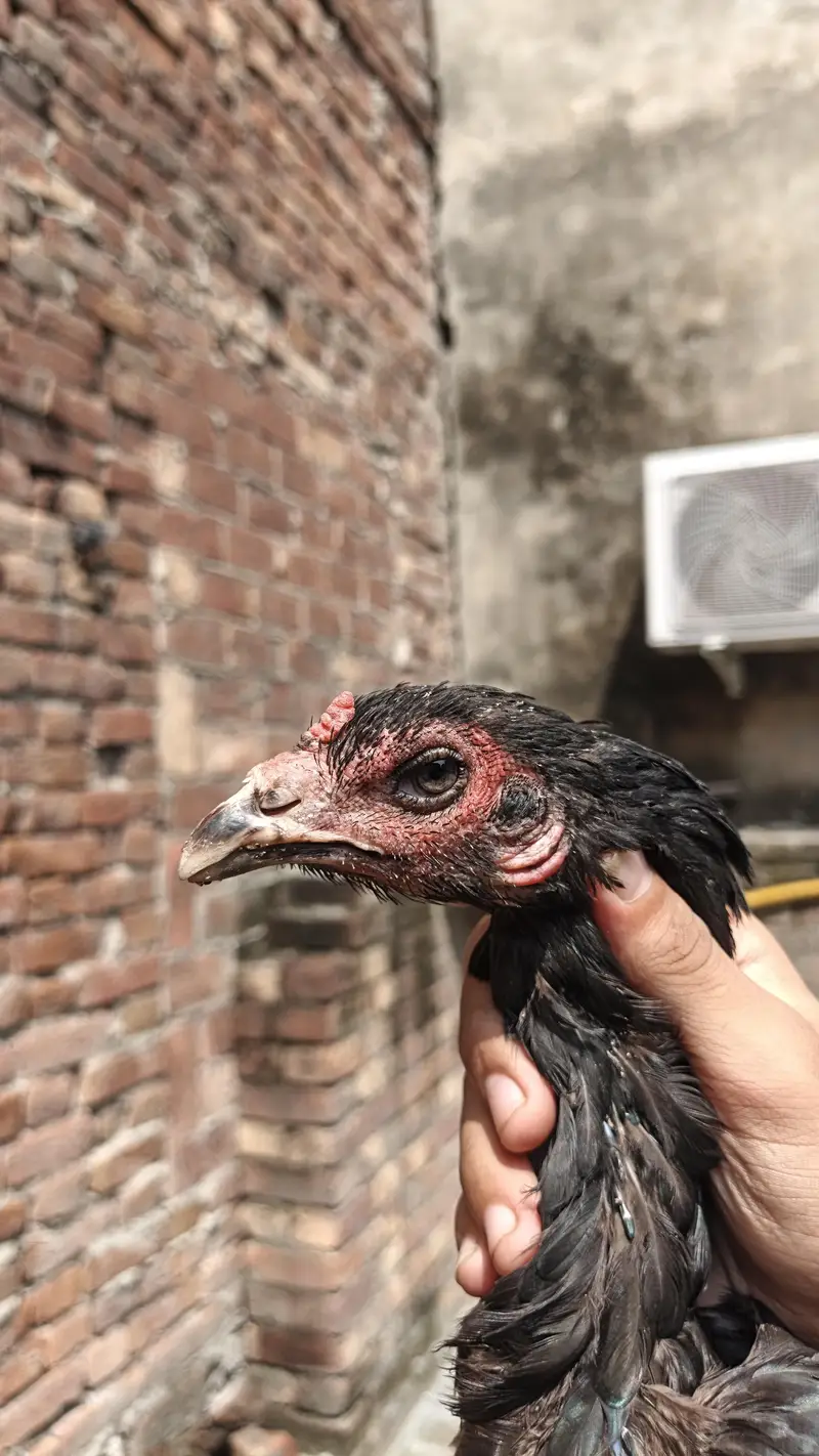 3 pathia available 2 breeder murgi for sale — photo 12