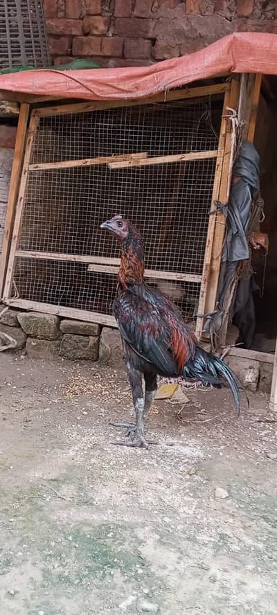dragon mail dragon female for sale