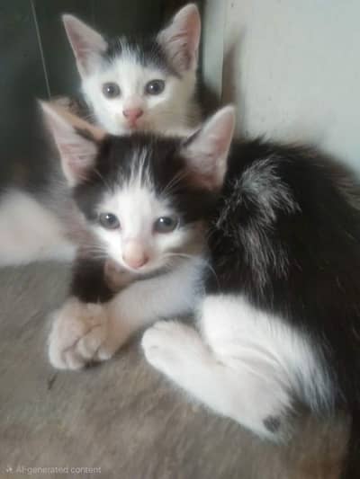 Parsian & British shorthair mix breed kitten (male female and pair)