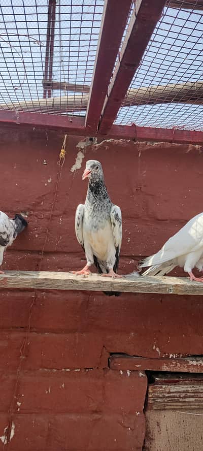 Baby pigeon for sale only 1500 pr