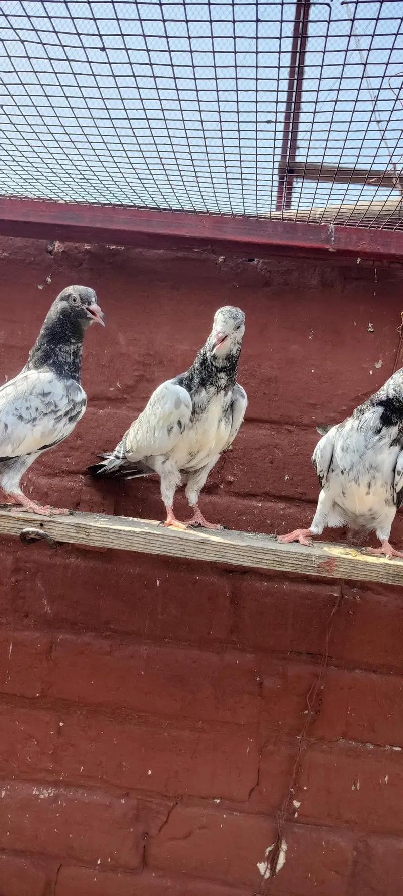 Baby pigeon for sale only 1500 pr — photo 2