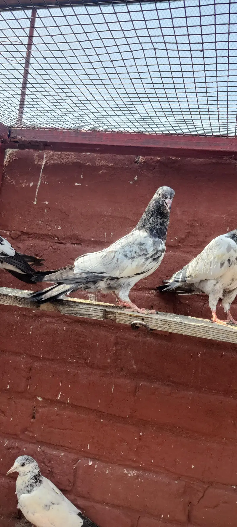 Baby pigeon for sale only 1500 pr — photo 3