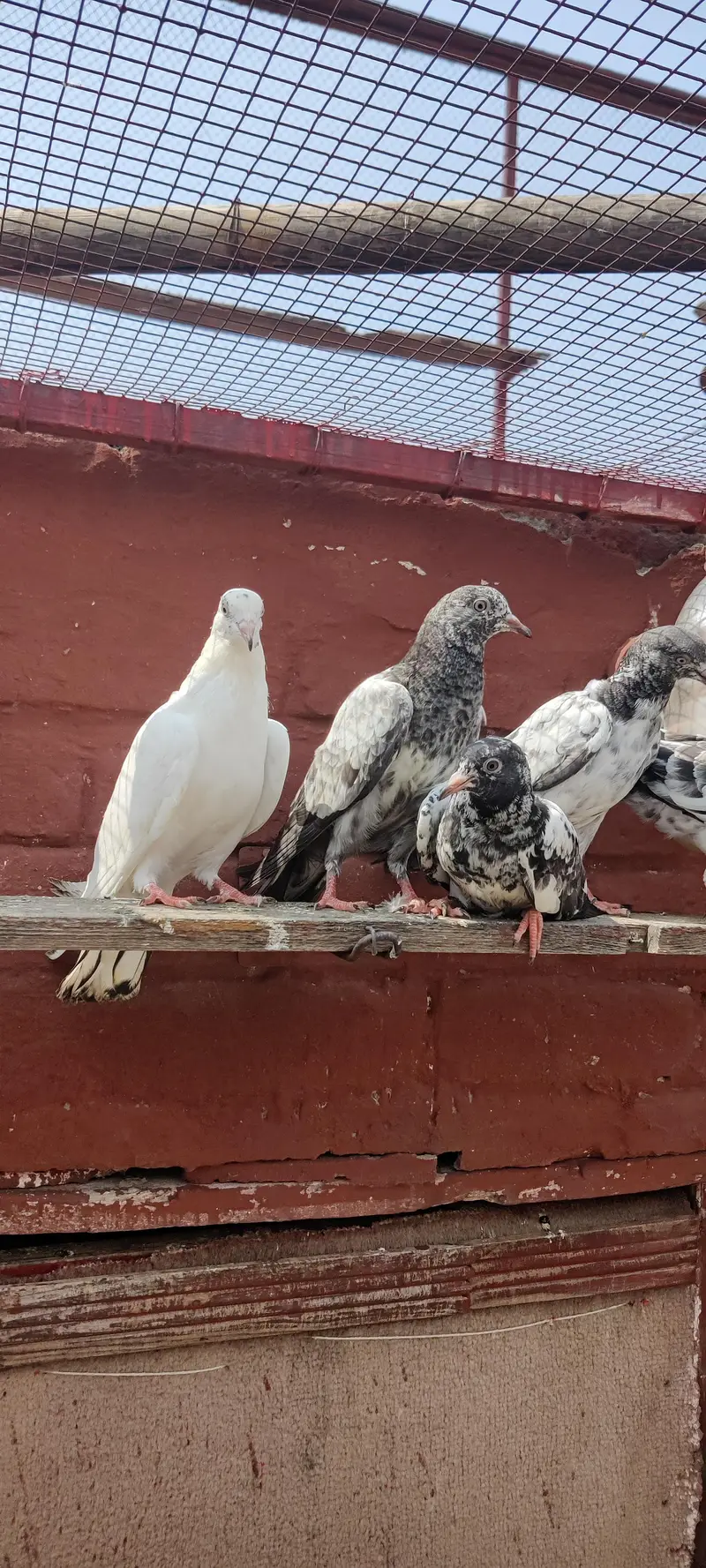 Baby pigeon for sale only 1500 pr — photo 4