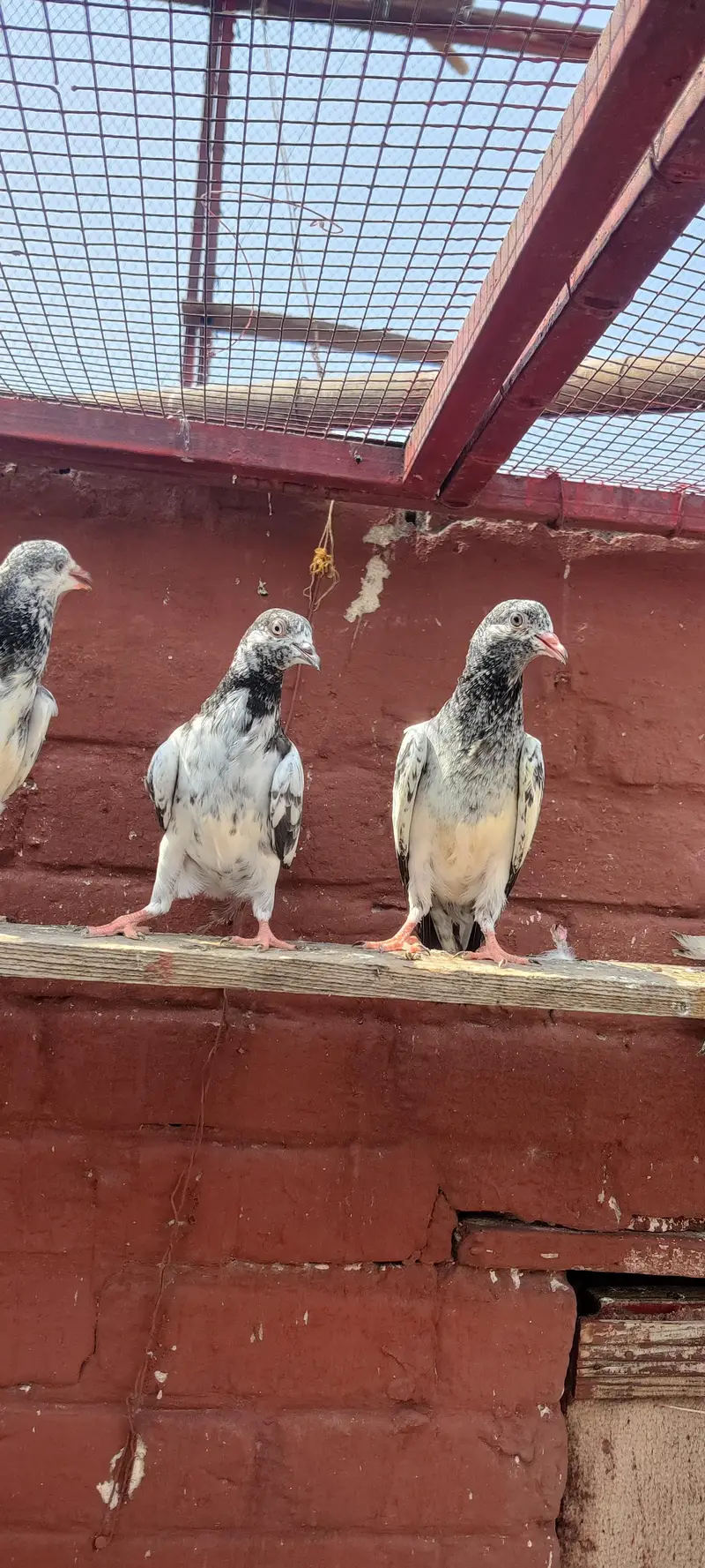 Baby pigeon for sale only 1500 pr — photo 5
