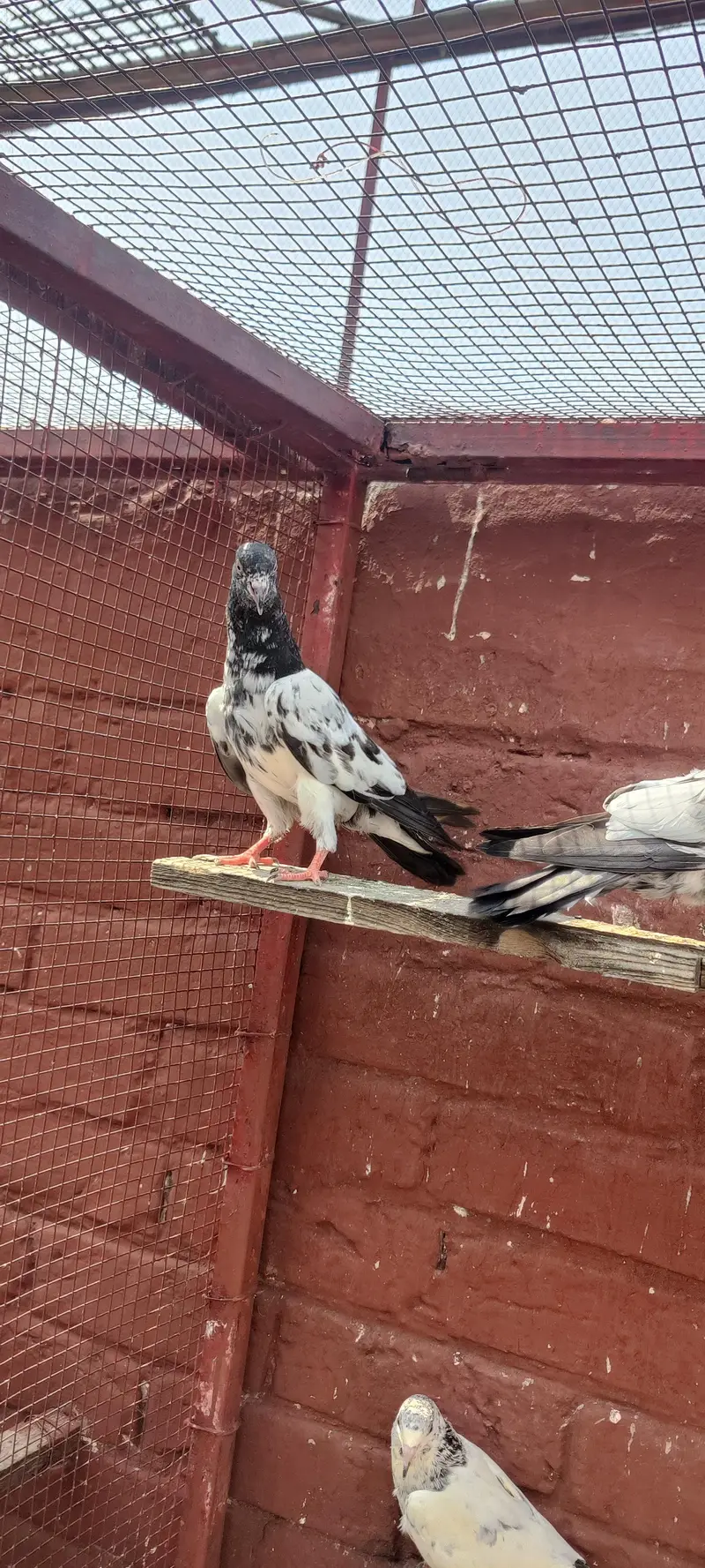 Baby pigeon for sale only 1500 pr — photo 6