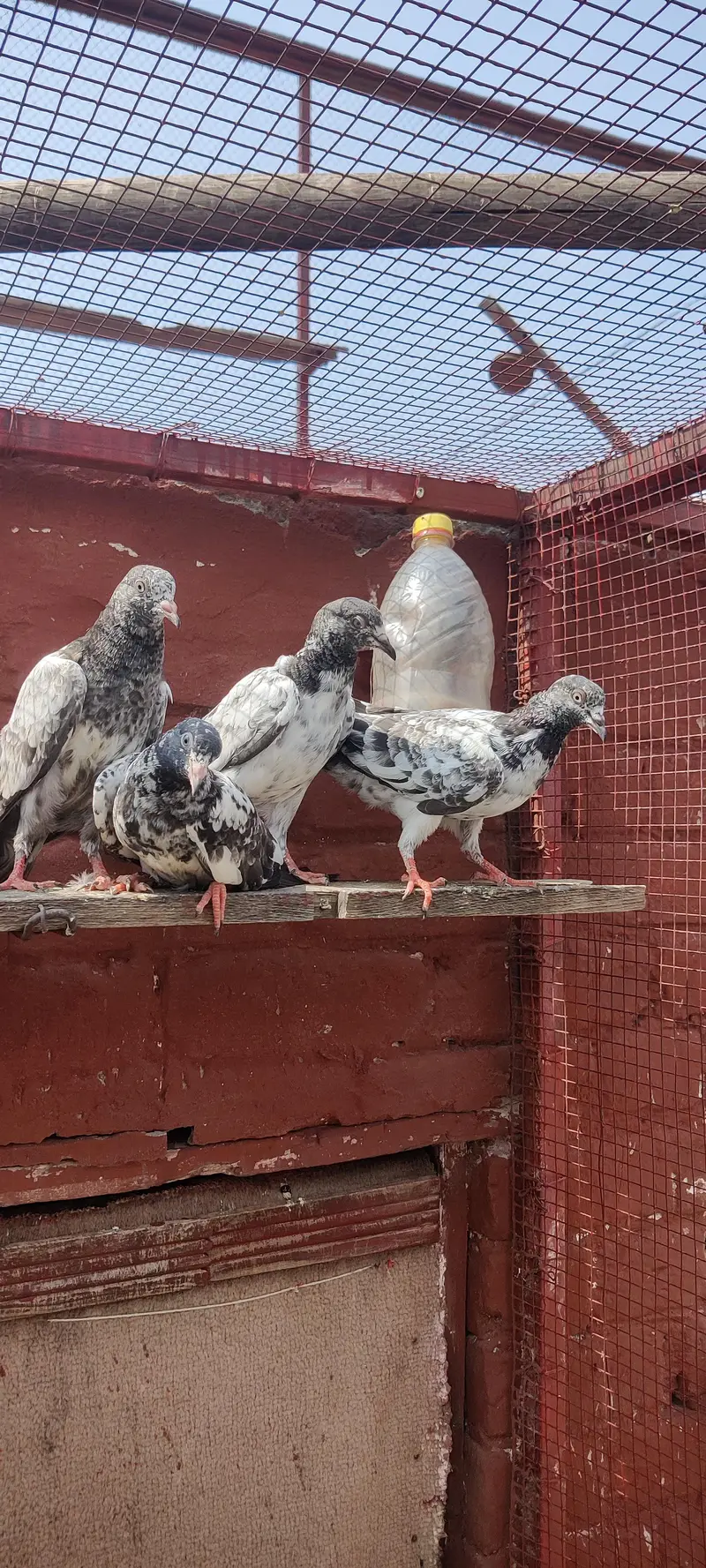 Baby pigeon for sale only 1500 pr — photo 7