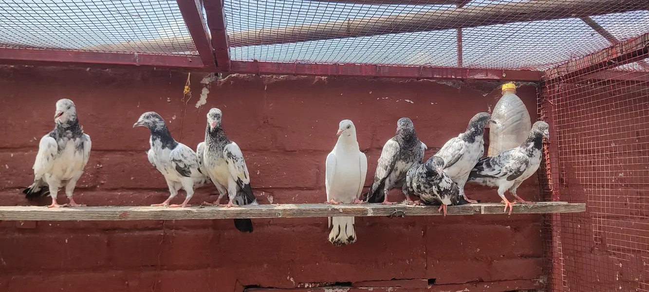 Baby pigeon for sale only 1500 pr — photo 8