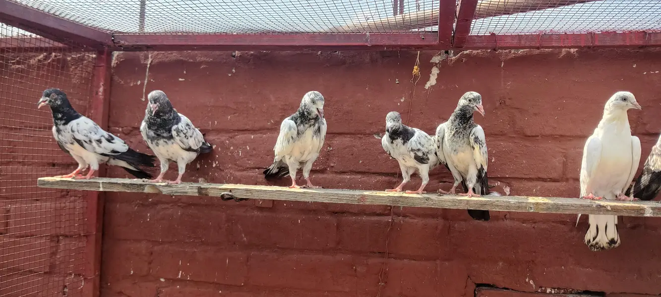 Baby pigeon for sale only 1500 pr — photo 9