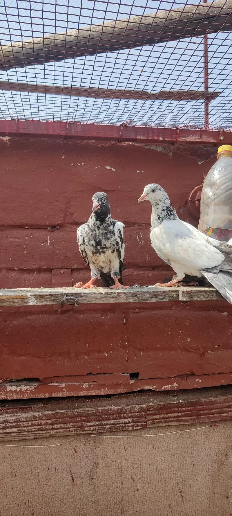 Baby pigeon for sale only 1500 pr — photo 10