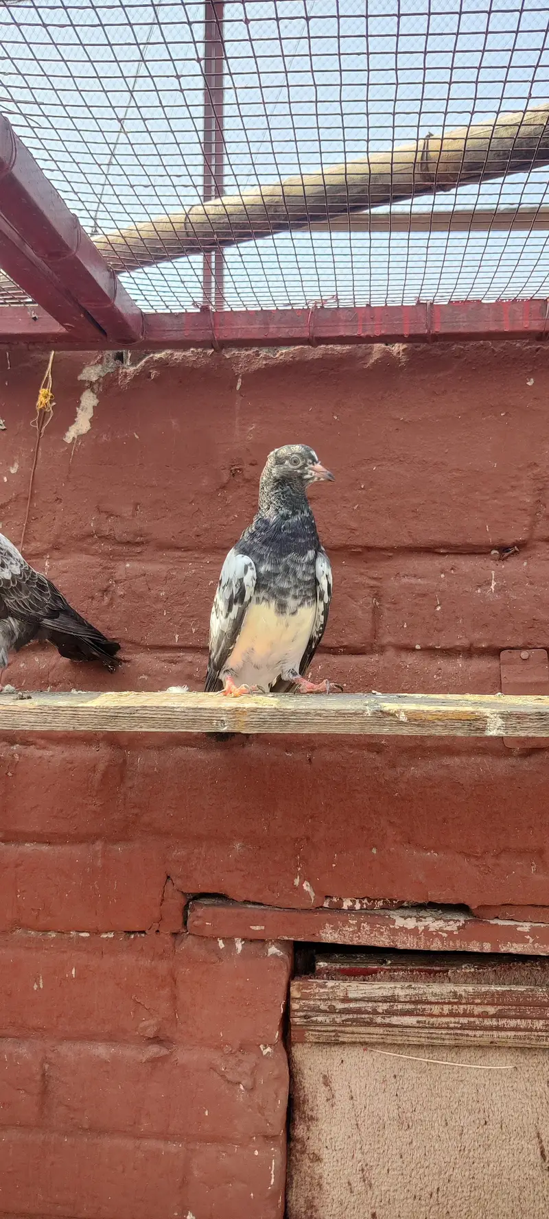 Baby pigeon for sale only 1500 pr — photo 11