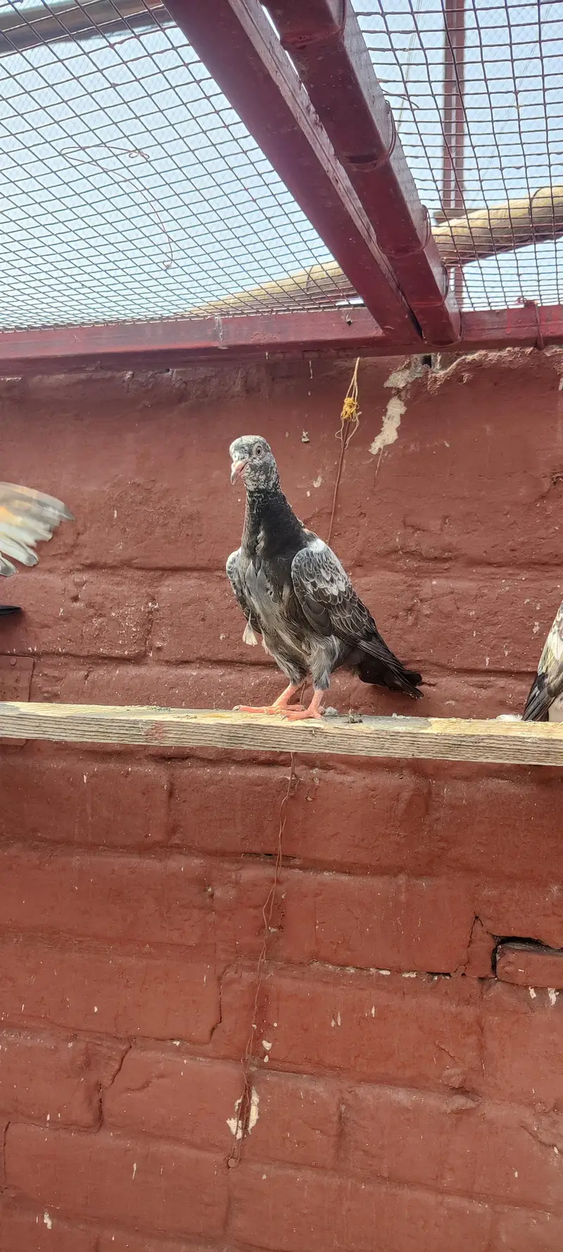 Baby pigeon for sale only 1500 pr — photo 12