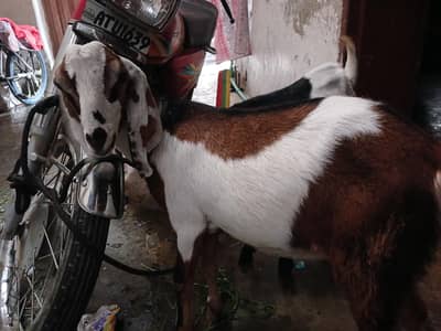 Goats