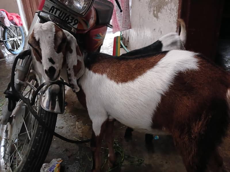 Goats 0
