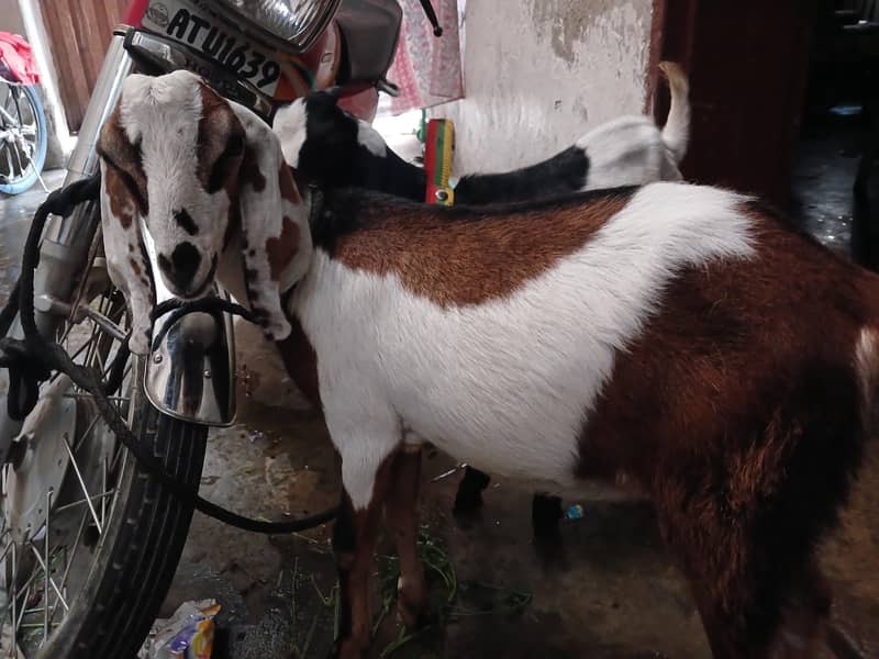 Goats 1