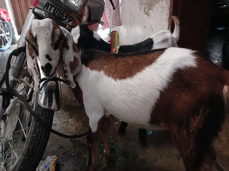 Goats — photo 2