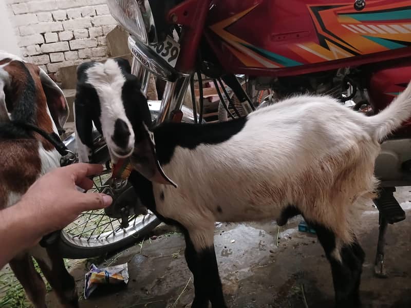 Goats 2
