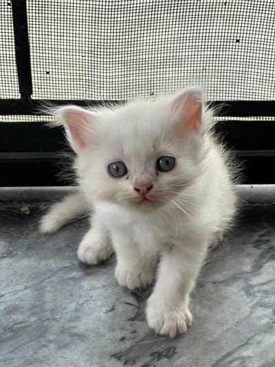 beautiful doll face kittens
