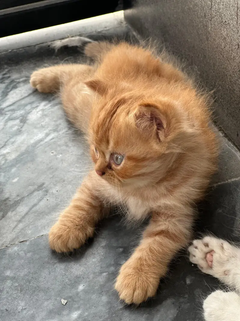 beautiful doll face kittens — photo 2
