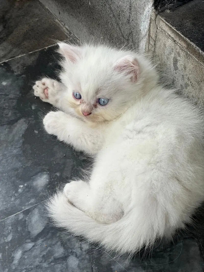 beautiful doll face kittens — photo 3